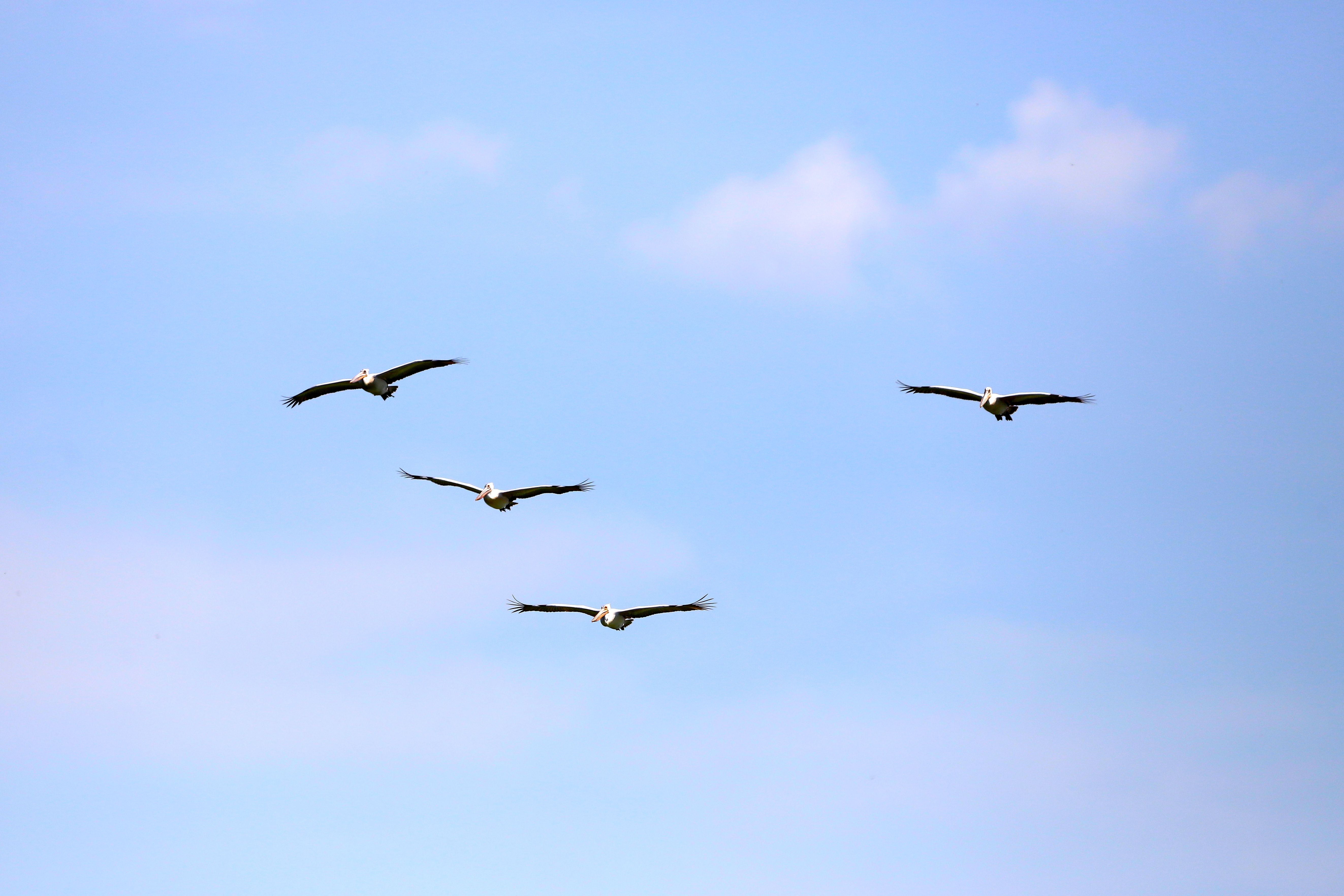 Four American white pelicans flying with wings outstretched against a pale blue sky